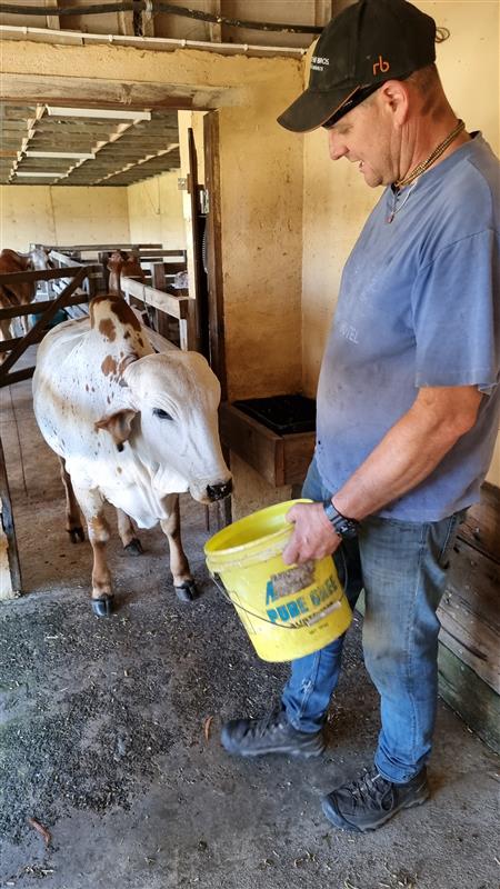 Care For Cows